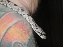 on my arm bairdi