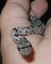 closeup of face