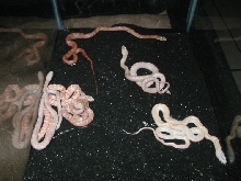 a couple of my albinos