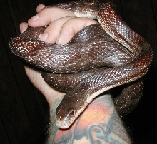 my female rusty