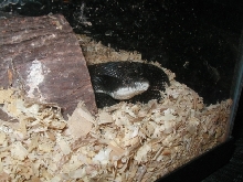 male rusty hiding