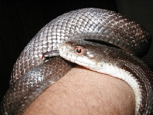 look at that orange eye