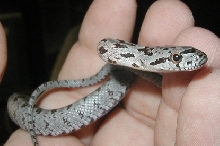 side view of face