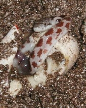 hatchling hypo black rat