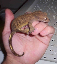 female2