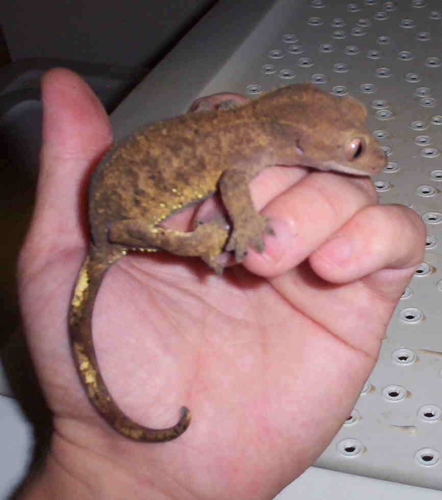 female2