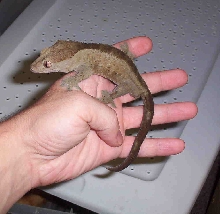 male crested