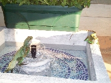 Fountain pic