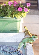More fountain pics