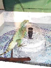 Neptune in fountain
