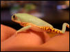Tiger Legged TF froglet