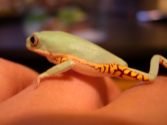 Tiger Legged TF froglet
