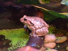 Masked Tree Frog