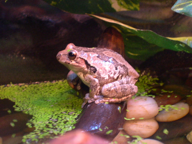 Masked Tree Frog