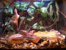 Masked Tree Frog Enclosure