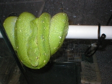 female aru