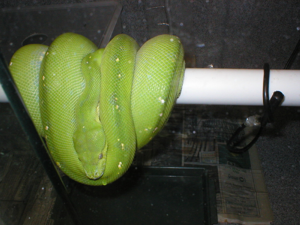 female aru