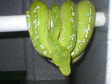 male aru
