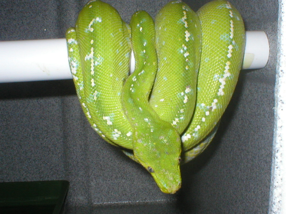 male aru