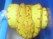 baby sorong