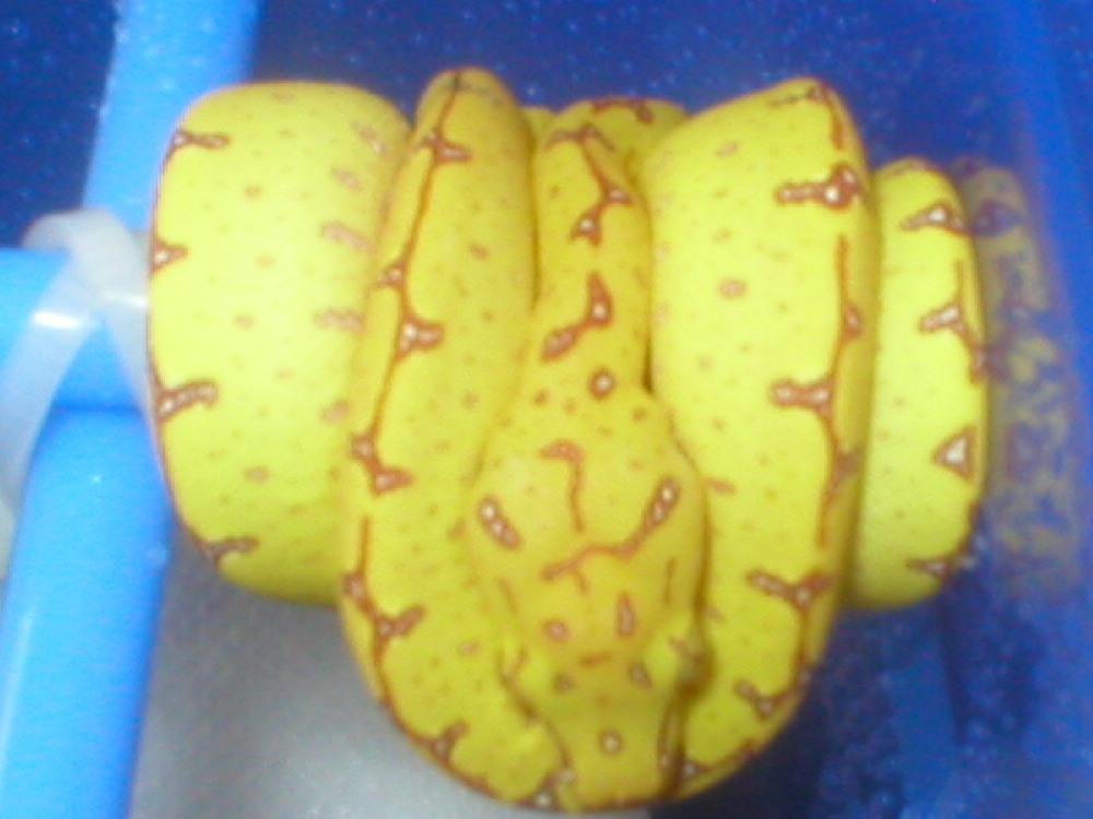 baby sorong