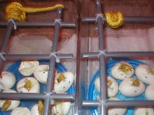 Aru hatchlings