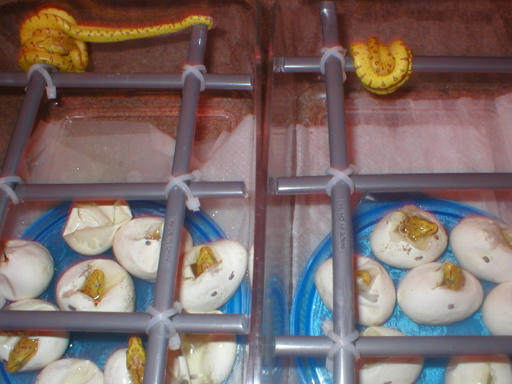 Aru hatchlings