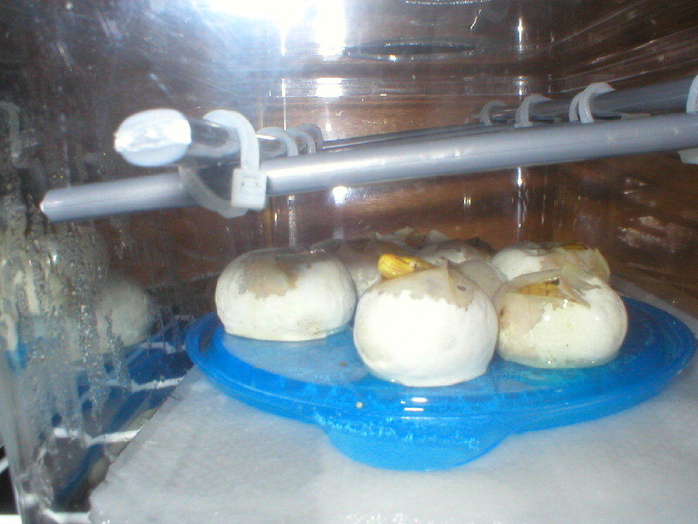 sorong hatching 19.04.04