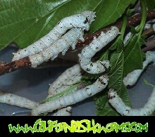 Silkworms