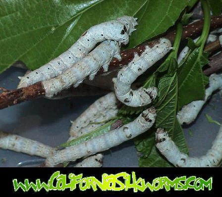 Silkworms