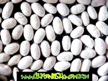 Silkworm Moth