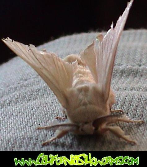 Silkworm Moth