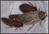 Lobster Roaches