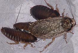 Lobster Roaches