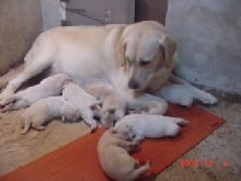Jingles and babies