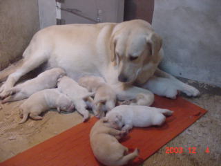 Jingles and babies