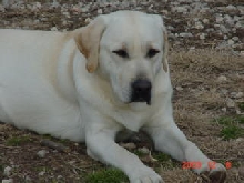 Clancy