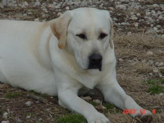 Clancy
