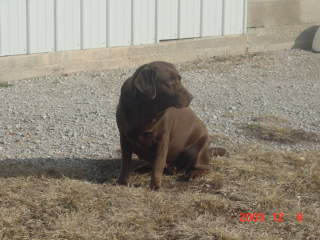 Lexie