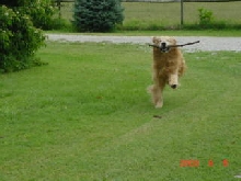 Dillon
