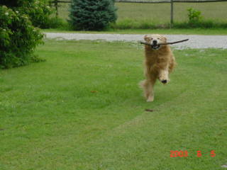 Dillon