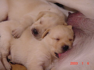 So contented