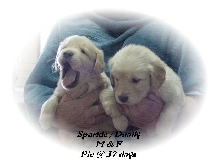 Sparkle's puppies