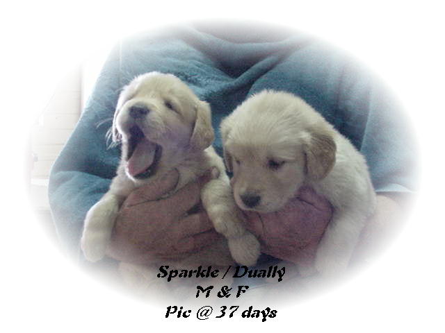 Sparkle's puppies