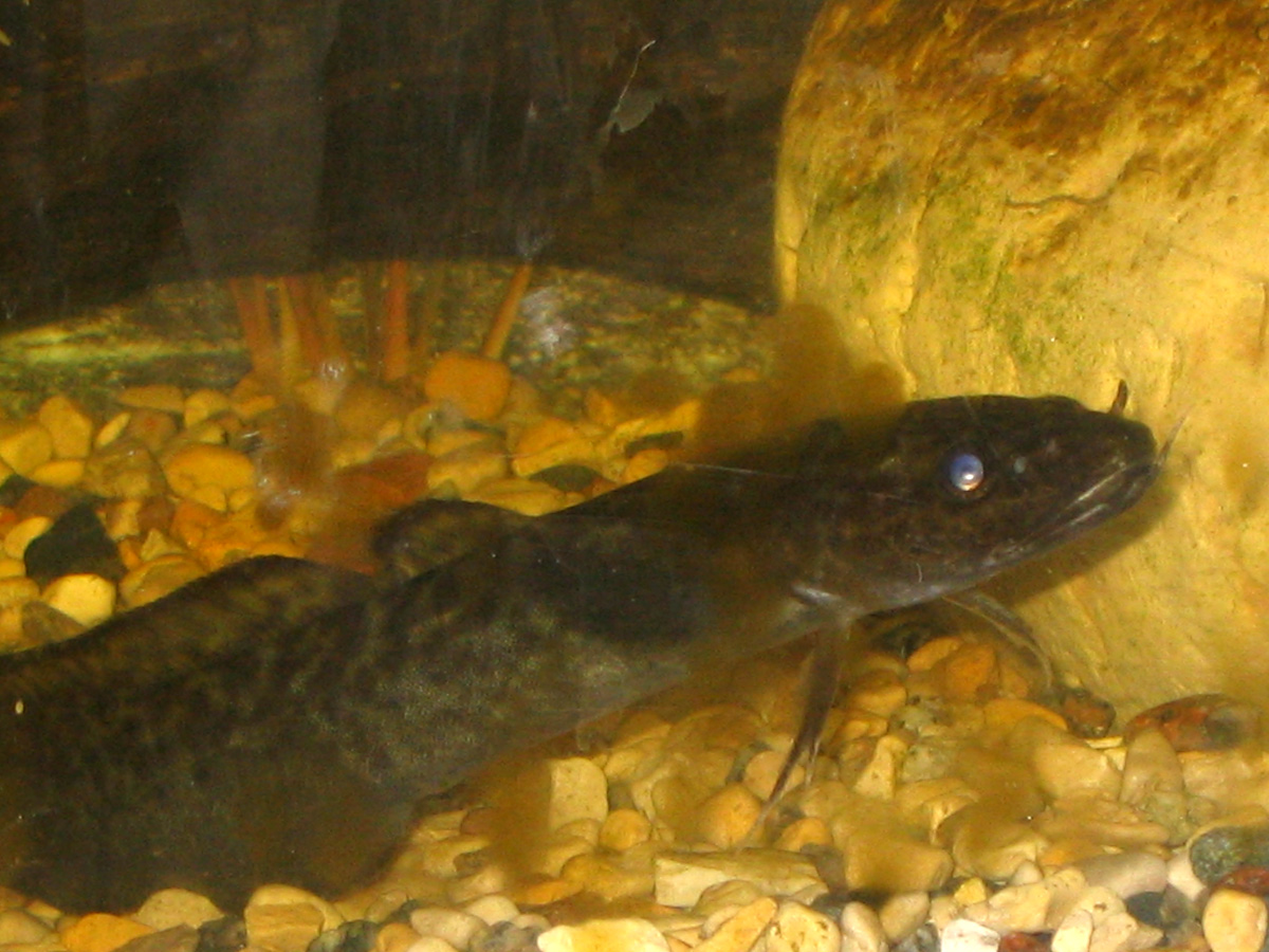Jhonka