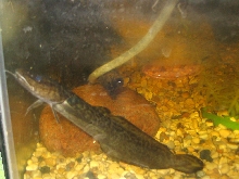 Jhonka2