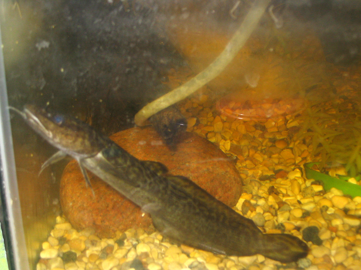 Jhonka2