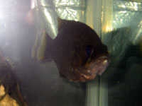Rock Bass