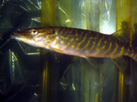 My Pike