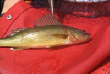 Walleye